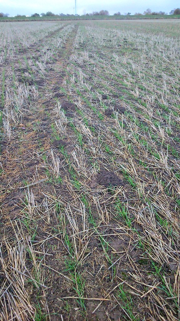 RBoldan's tweet photo. @CCCAgronomy similar into wheat straw. Moles moving more soil than the drill. #Metflow https://t.co/X938UZnziS