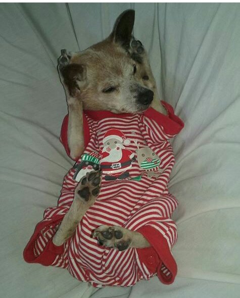 katesfurlove's tweet photo. #justbecause #spreadtherumer #talnts #dontbullymybreed #dapperdog #puppy #bullylife
#dressedupdog #cutedog #dog #cute #love #beautiful https://t.co/5fJdYgmzrg