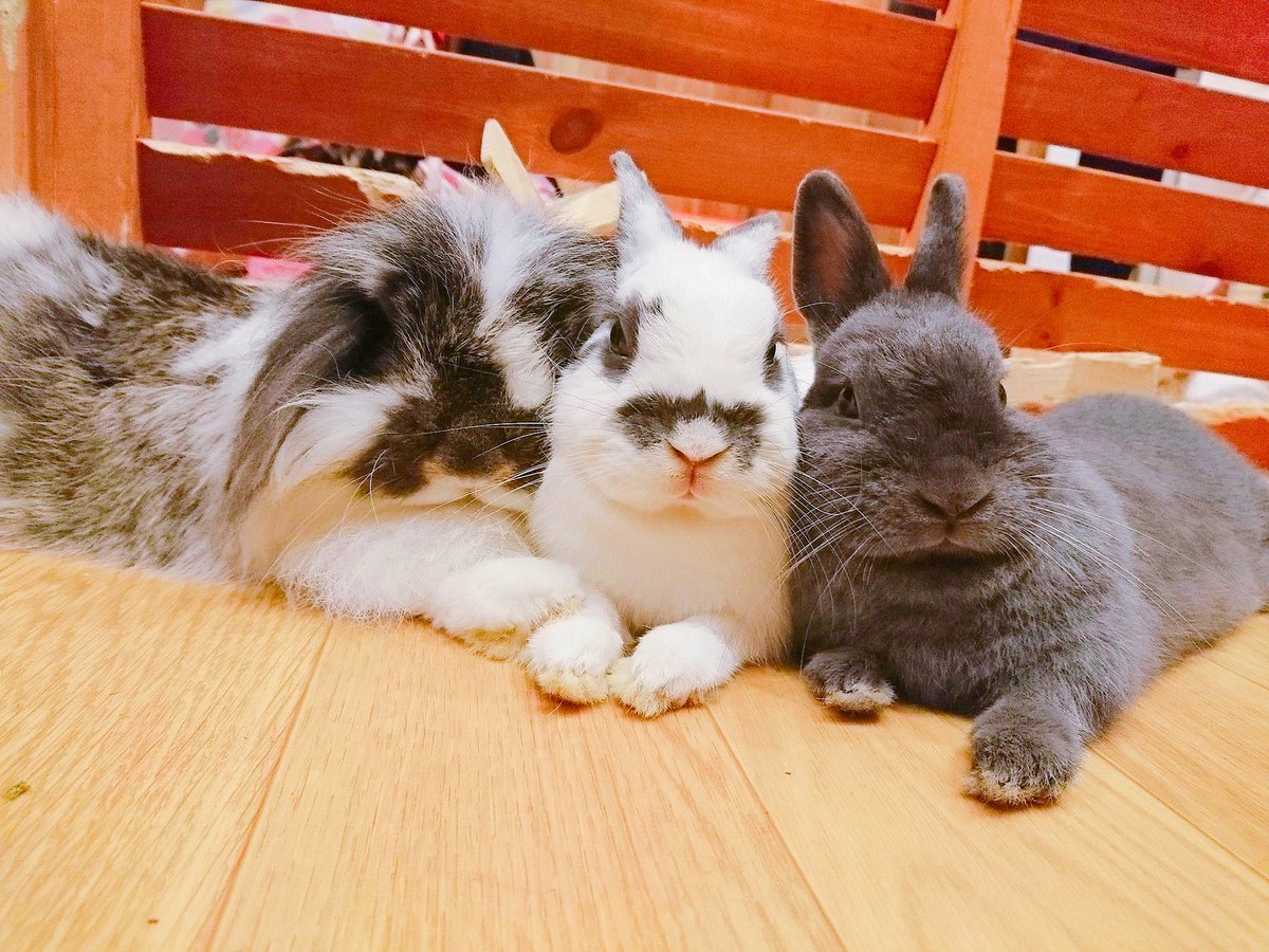 うさぎカフェ もふれる 前回もふぞう大好きチームでお送りしましたが今回は ひまり大好きチームです こんな感じで揃うのは珍しいので連写です 笑 寄り添う姿 もふぞうが手を重ねてる所なんか可愛すぎて悲鳴でました 笑 國井 T Co うさぎカフェ もふれる 前回もふぞう大好きチームでお送りしましたが今回は ひまり大好きチームです こんな感じで揃うのは珍しいので連写です 笑 寄り添う姿 もふぞうが手を重ねてる所なんか可愛すぎて悲鳴でました 笑 國井 T Co