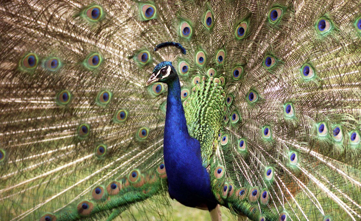 Exotic bird inspires cheaper light-based camouflage design 🐦 #Renewables #Innovation 

Find out more here- snip.ly/6z1wa