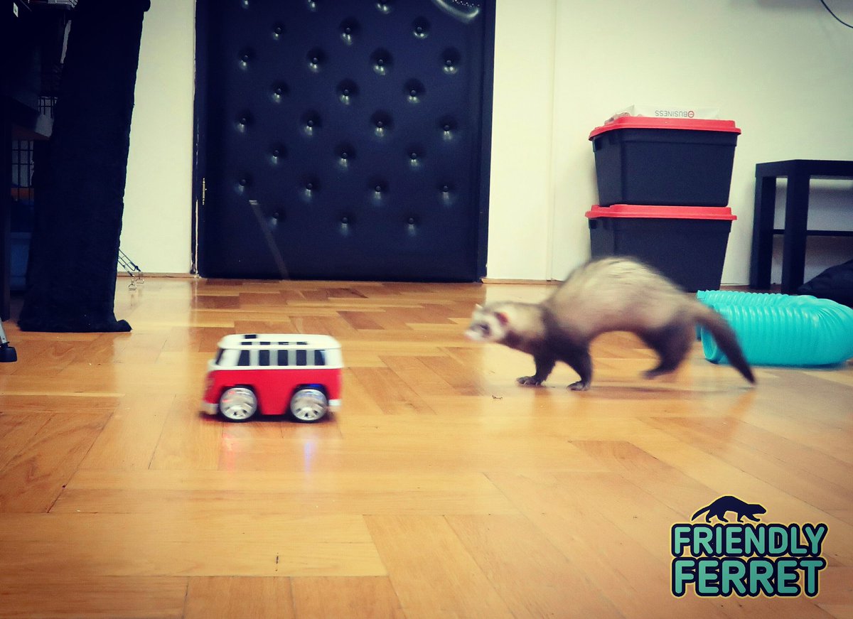 Friendlyferret1's tweet photo. Hey, wait up!! ❤🐾#friendlyferret #ferret #ferrets #ferretbaby https://t.co/JWqLWqMDyY