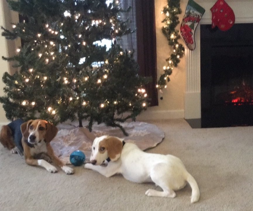 gretchenbsmith's tweet photo. So much to be thankful for. Jesus, family, friends, health, dogs, and breaks from work topping the list 🙌🏻 https://t.co/FkcPJ9FJ7P