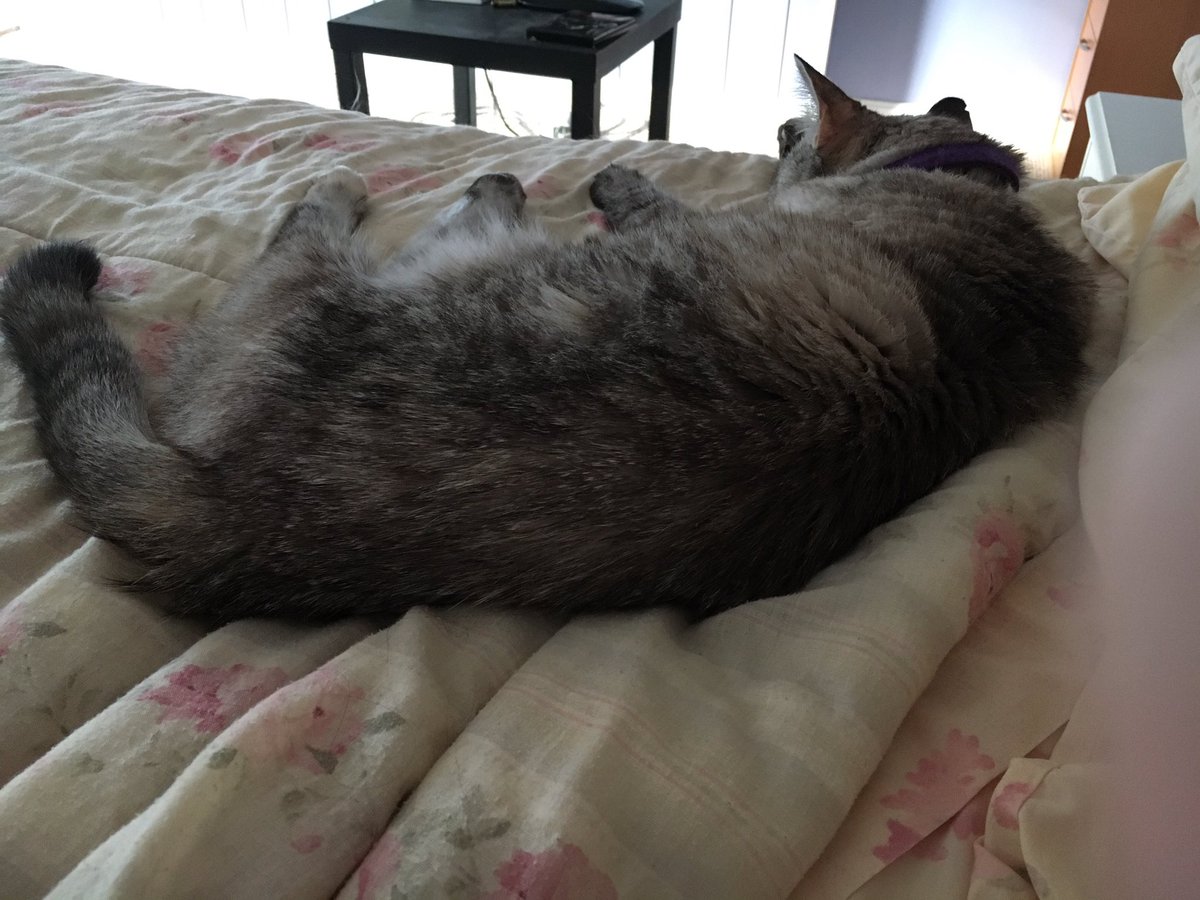 SpangleLime's tweet photo. @JTViper1991 the American bookend of our kitties! Bean is snuggling next to me as sweet as Billie๐ป give Billie loves from me & treats!#OWWOW https://t.co/lhDFIIiKHG