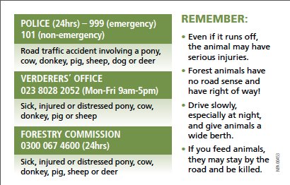 New Forest Commoner🌳 tweet media