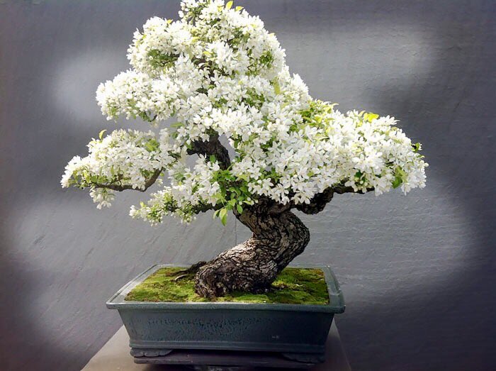 Ecomambo's tweet photo. Cuida tu #Bonsai con fertilizante y control orgánico de plagas #ecomambo https://t.co/8LwyHR9ivd