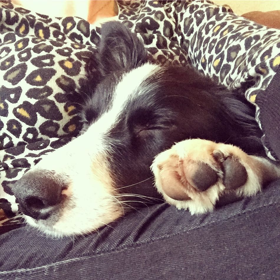 #sundaysnooze with #puppy 🐾❤️🐾 ift.tt/2fo9R36