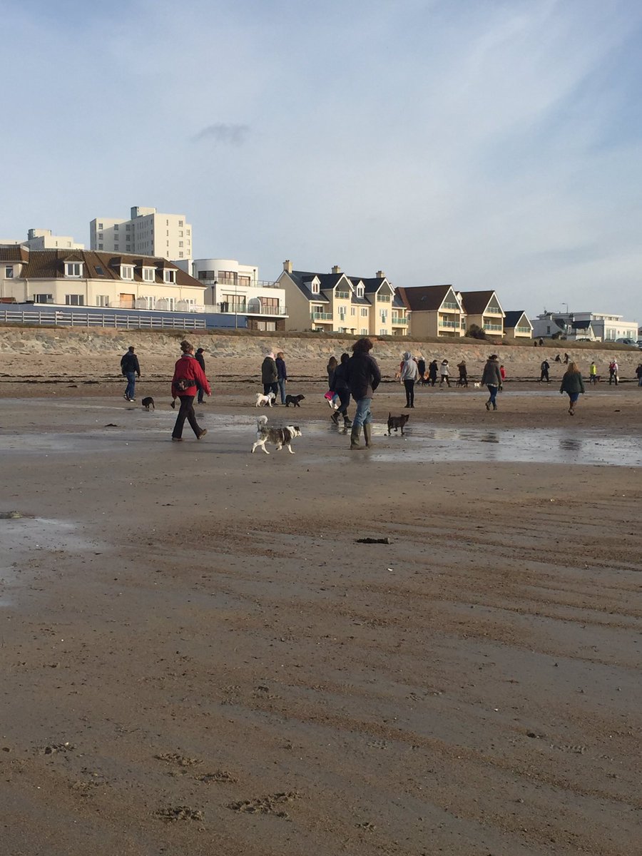SonnyJersey's tweet photo. Today I went on the beach walk for Mr Bronx. #savemrbronx I made loads of friends and got frozzy from The Pet Cabin Jersey, thank you https://t.co/1TqL9azWxQ