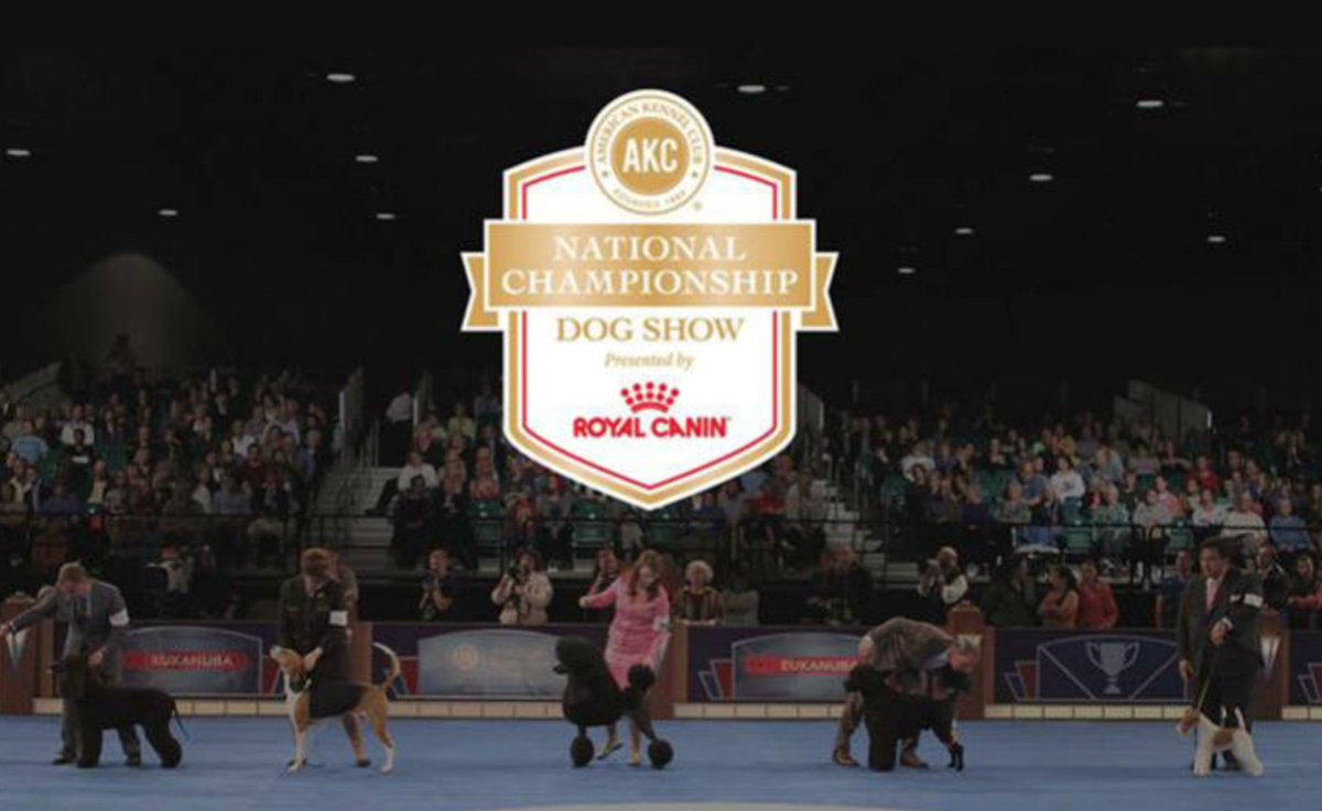 akcdoglovers's tweet image. AKC National Championship presented by Royal Canin draws record entry numbers. bit.ly/2gBn2Os #dogshow