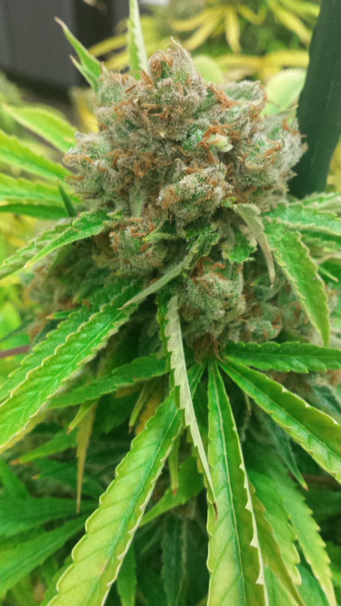 vigil_tim's tweet image. 