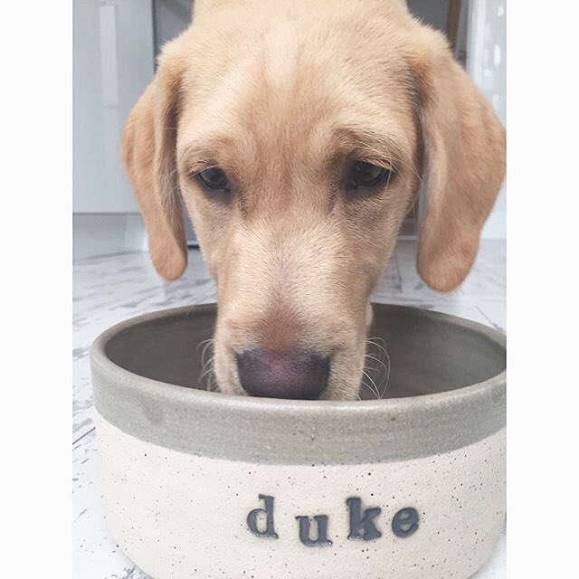 drjgreenwood's tweet photo. Follow for #handmade, individual #ceramic pet food bowls, made to order and personalised with your #pets name!! #UKSmallBiz #HandmadeHour https://t.co/Sby7F5zKo4