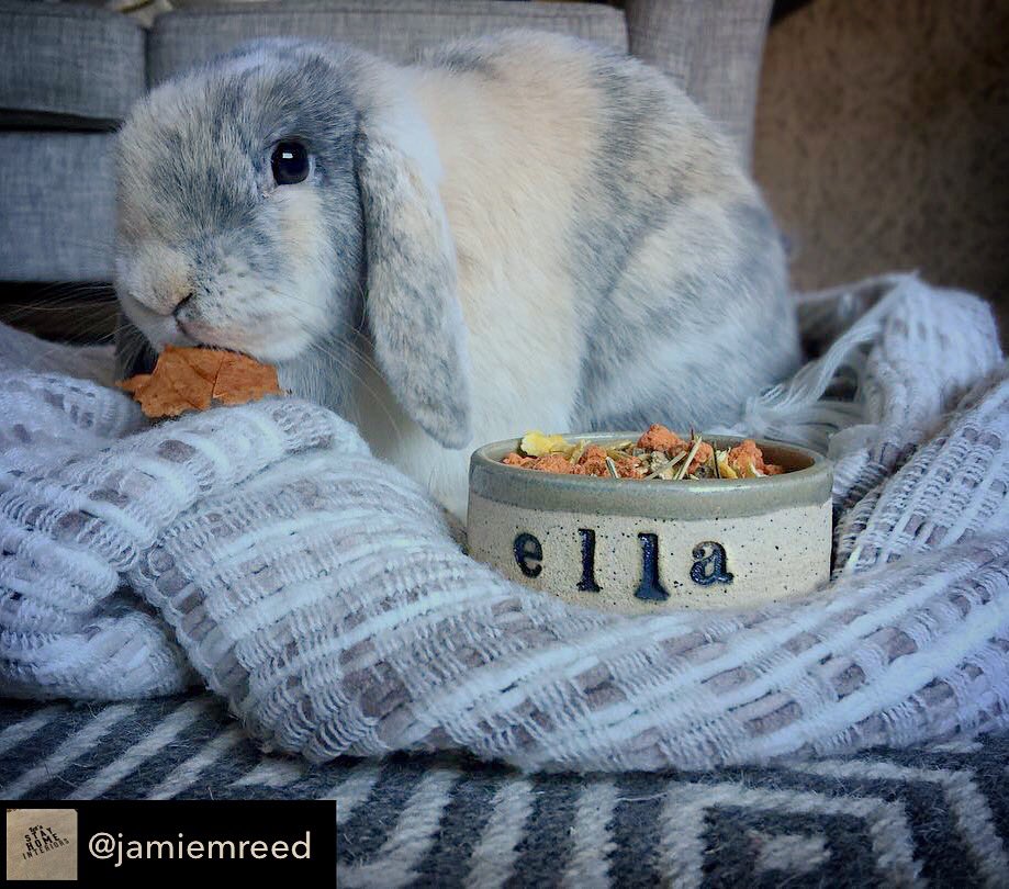 drjgreenwood's tweet photo. Follow for #handmade, individual #ceramic pet food bowls, made to order and personalised with your #pets name!! #UKSmallBiz #HandmadeHour https://t.co/Sby7F5zKo4