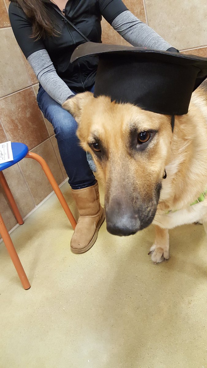 AnnMcCann16's tweet photo. The new graduates of 2329, Zeus,Lola and Pepper https://t.co/3cFjuyAUR0