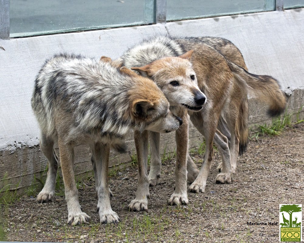 sfzoo's tweet photo. Brotherly love at #WolfCanyon. Bowie, Prince and Garcia have been here for 6 months now! What do you love about this trio? https://t.co/yCvcXJAuTI