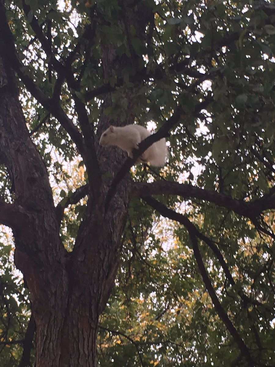 Riley_Writes's tweet photo. This little guy stopped in front of me today. #untsquirrel #unt #untsocial #denton #dentoning #lucky #albino https://t.co/CjsUVicT3v