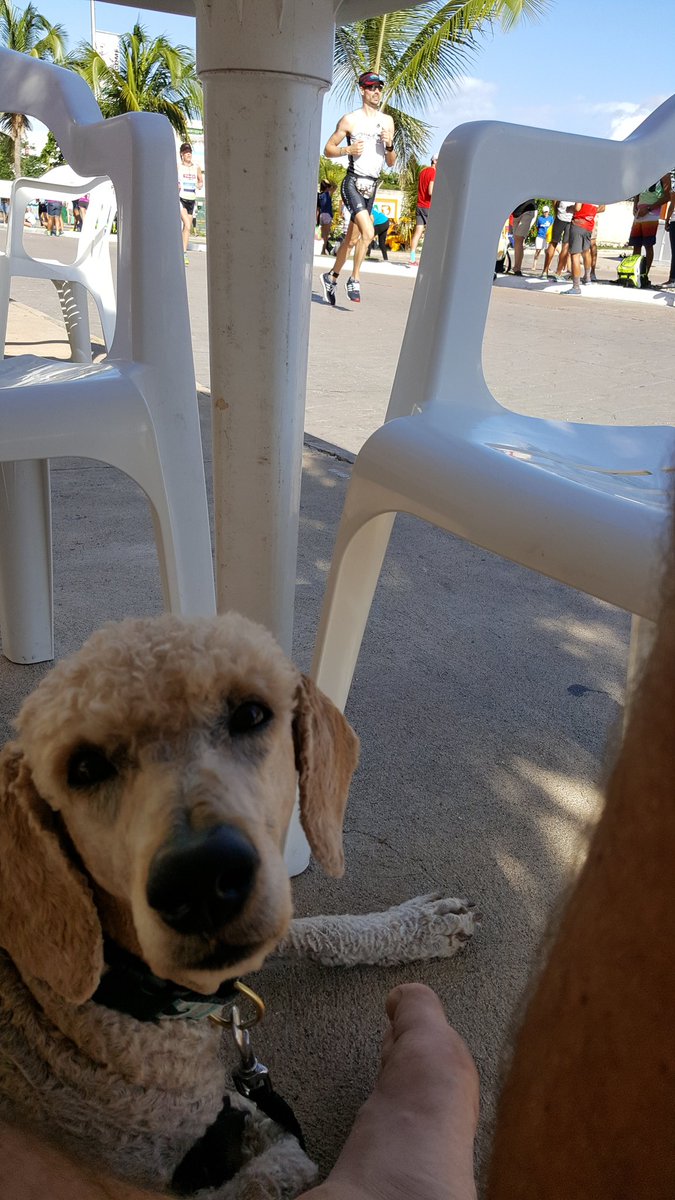 machineparty's tweet photo. Dogs at the triathlon #IMCOZUMEL #ImCoz #cozumeltri https://t.co/QTzG8J3zTS