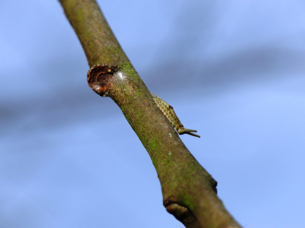 Purple Emperor caterpillar on walkabout today. Should be deep in hibernation / diapause by now #climatechange