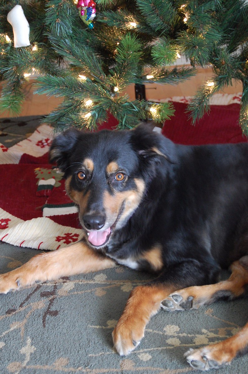 allilizer's tweet photo. He could practically be one of Santa's reindeer. https://t.co/4KGmojMkvI