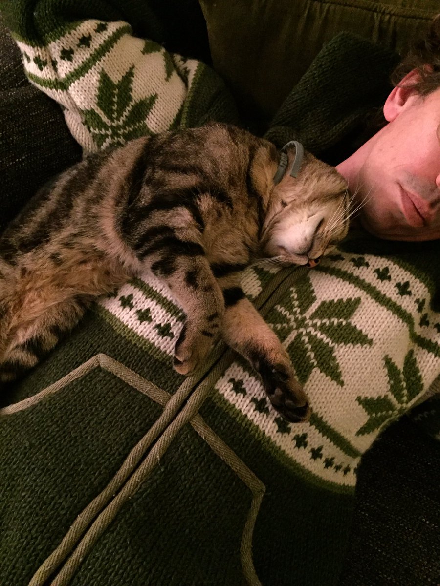 Danini71's tweet image. #catprivilege