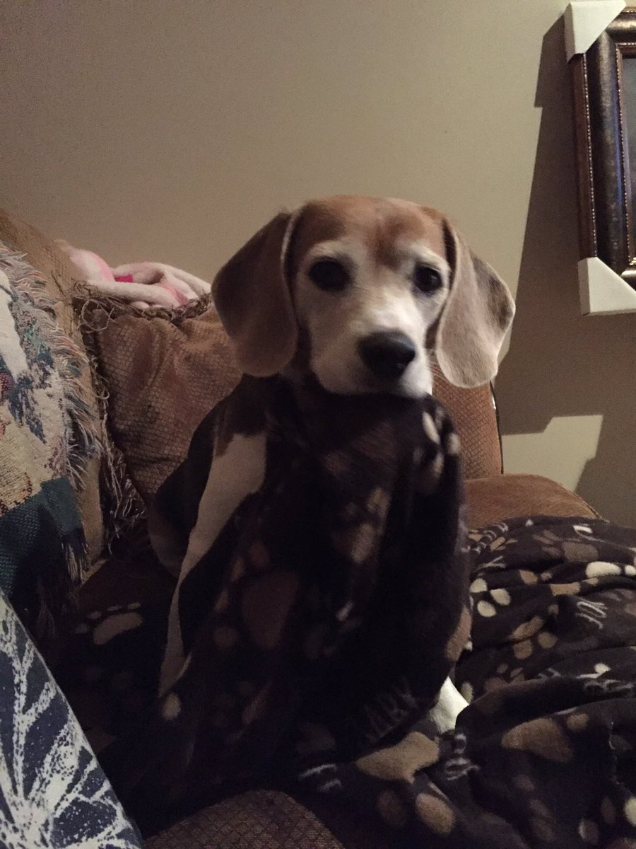 Play tug of war with me? Please? #puppylove