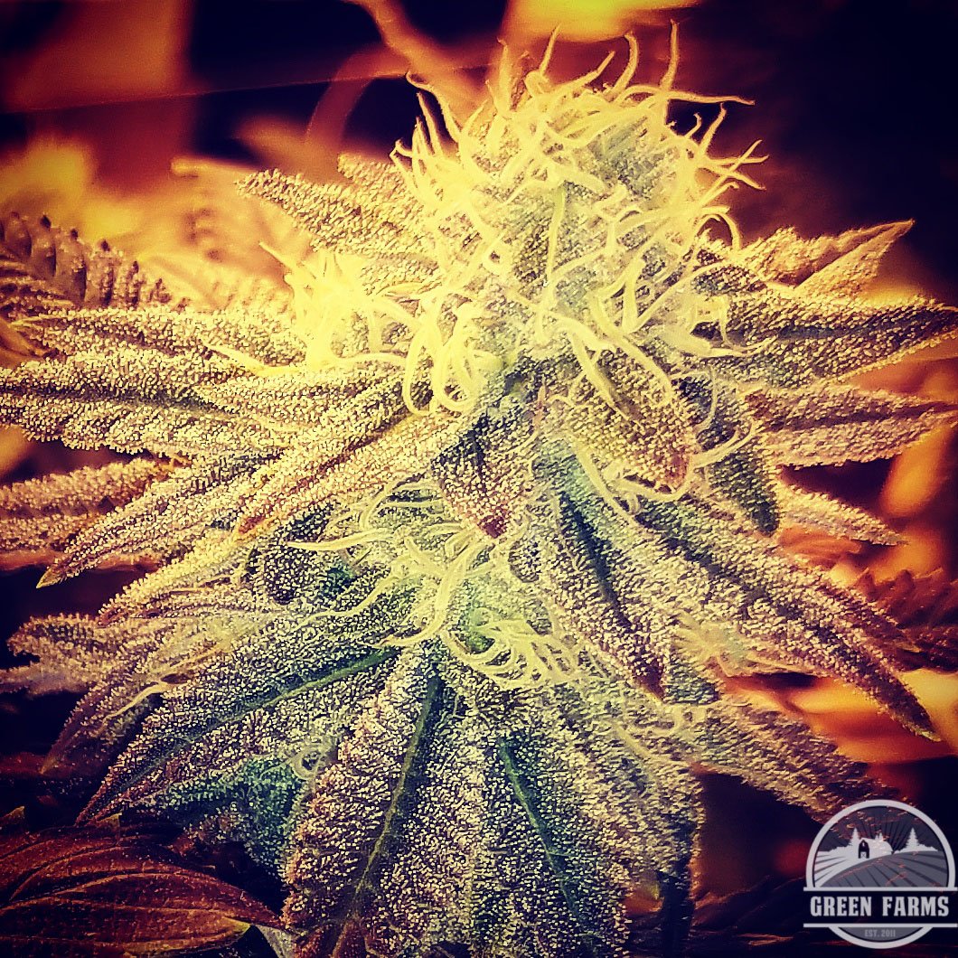 greenfarmsco's tweet photo. #anbessaorganicnutrients #slf100clan #growswitch #mammothmicrobes #nectarfam #nectarforthegods #buildasoil #elevatedorganics https://t.co/Q8dxsFKruo