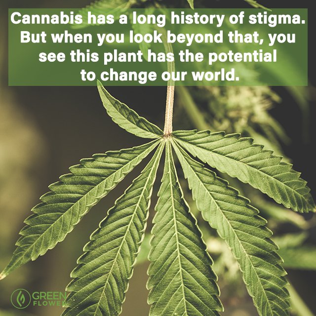 greenflwrmedia's tweet photo. Here are 5 powerful reasons we FIGHT for cannabis https://t.co/y1K5G7o8UD https://t.co/yTfOOXF6gr