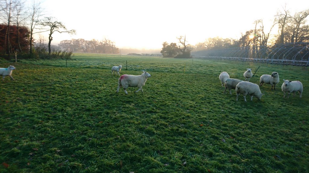 BebHighFarm's tweet photo. Hey ladies, check out my red bum! I met this rather handsome #HampshireDown by the name of JosΓ©, he was a right charmer! #casanova #tupped https://t.co/kQpFzg4vGZ