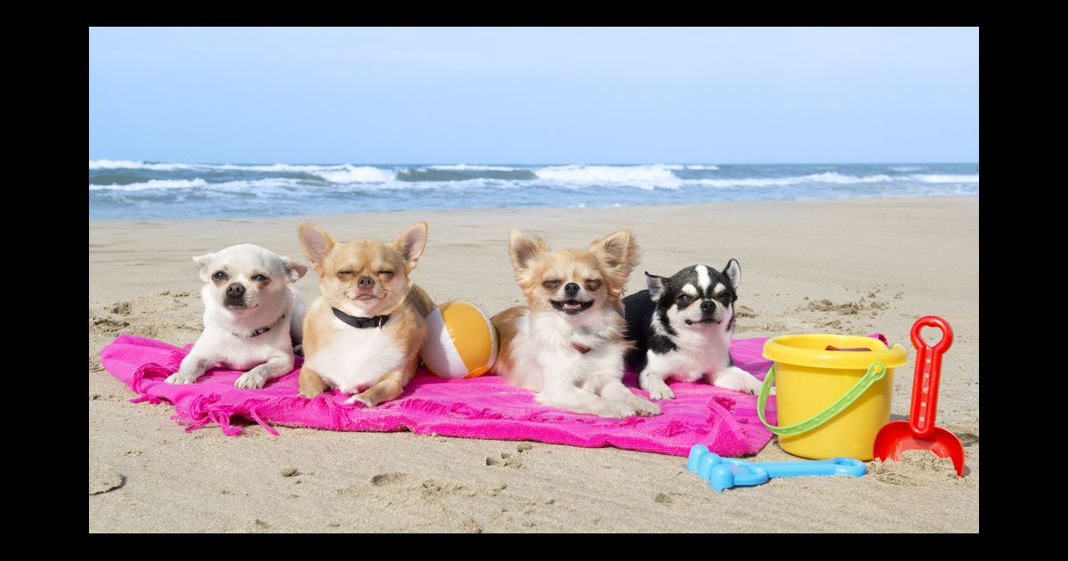 Califórnia tem praia perfeita para quem ama cachorros dlvr.it/Mlnh1Q