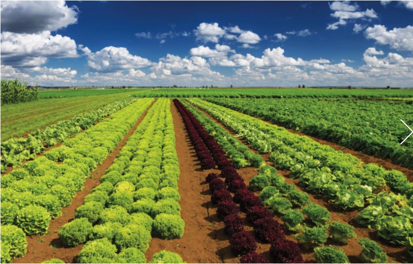 USFoods's tweet image. Sustainability and responsibly sourcing food has never been more important to consumers. Learn how to #ServeGood! ow.ly/89ld306qPOi