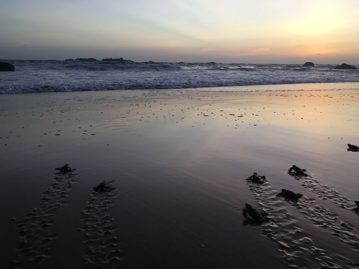 la200696's tweet photo. #mybestintravel releasing baby turtles into the Laccadive Sea - Sri Lanka 2016 https://t.co/rsgxW6emGS