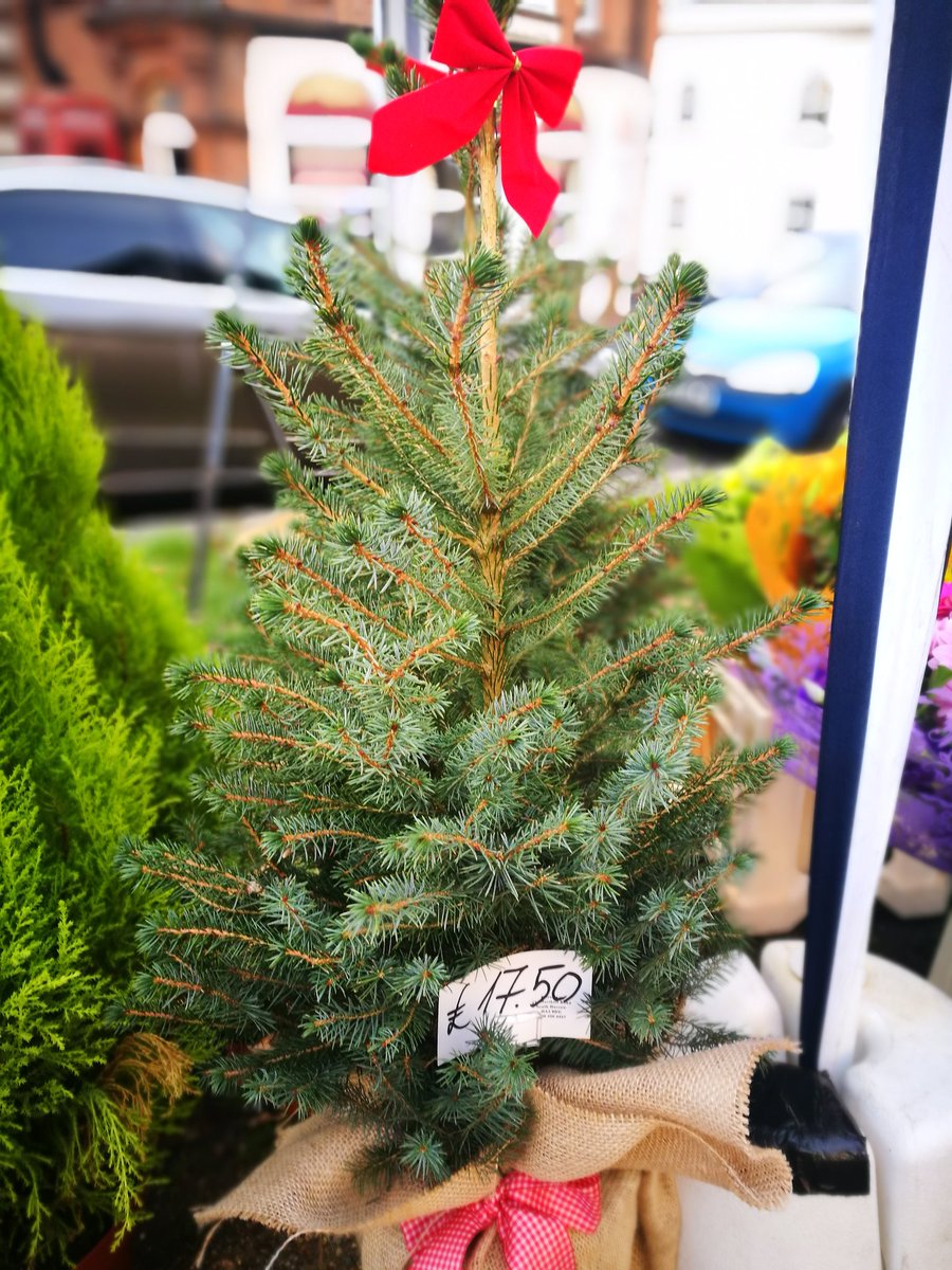 harrowmarket's tweet photo. Christmas tree shopping! 

#supportlocal #middlesex #harrow #sunday #christmastree https://t.co/C1TixDla4b