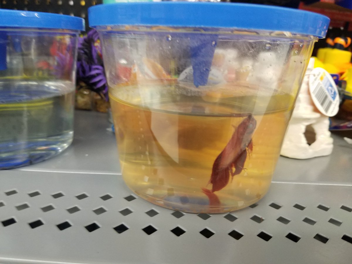 JennCarr76's tweet photo. When will @Walmart #Walmart stop selling fish!!! You're not a pet store and no one ever gives a crap about them! It's sick #stopsellingfish https://t.co/mn6Q3gAu0m