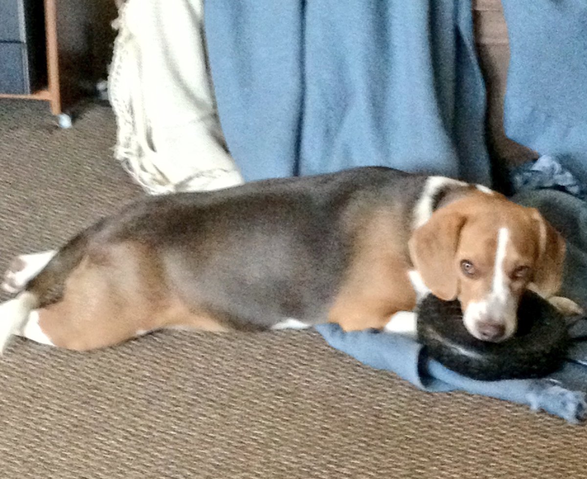 LokiTheBeagle's tweet photo. #5YearsOfLoki #January2013 .@frkmgnt1 told me that she was going to buy me tires b/c I destroy my toys. Here it is! https://t.co/WSwz55ETsS