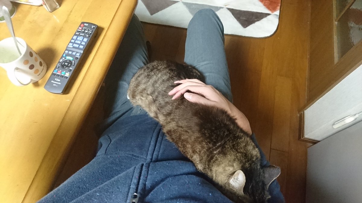 猫ってほんとにナメクジなんじゃないかと思う時がある 