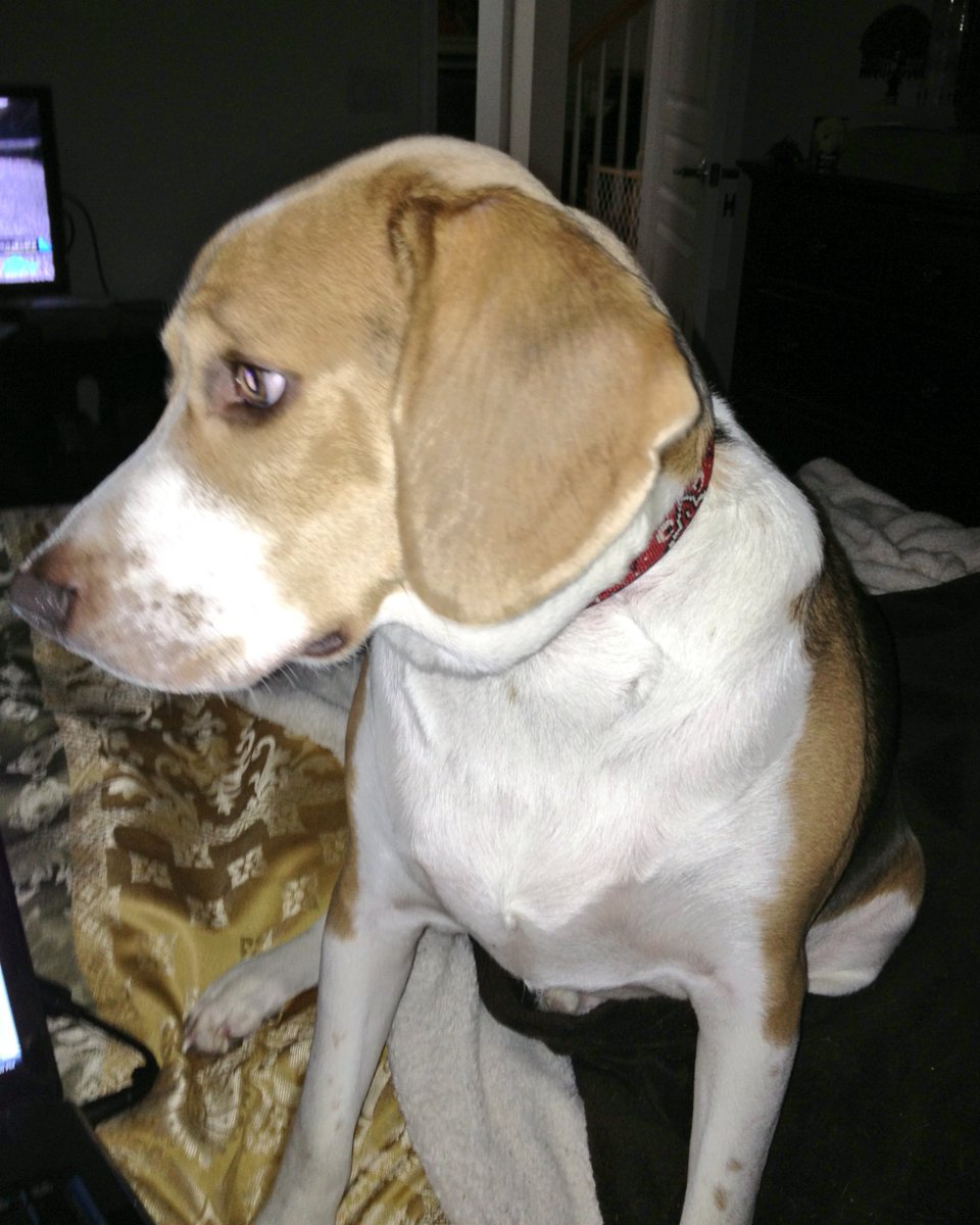 LokiTheBeagle's tweet photo. #5YearsOfLoki #January2013 .@frkmgnt1 put on puppy @YouTube videos for me to watch on her laptop. https://t.co/CidgtgOxcE