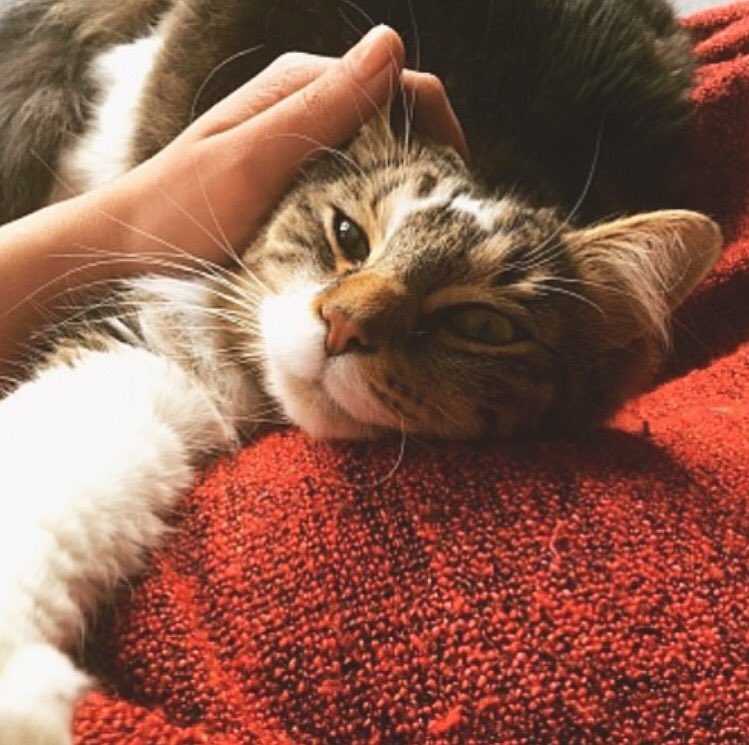PawshakeDK's tweet photo. Elsker du katte? Så bliv kattepasser på Pawshake! Bedste job i verden 🐱❤️

Opret en gratis profil idag https://t.co/iKRr2mTKtT https://t.co/gxhhnyJ4oH