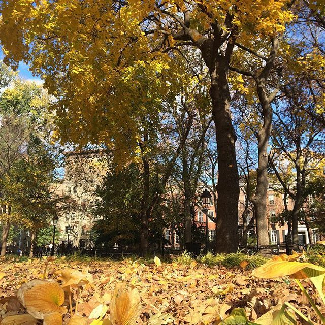 WashSqParkerz's tweet photo. https://t.co/7CsKMsUdWL - @annmahnet #nwcorner #washingtonsquarepark #nyc https://t.co/RM3Yzaz0qD