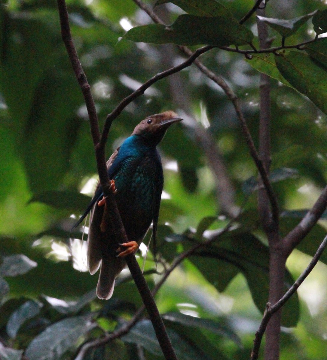 BiOMEecology's tweet photo. In search of #paradise. The quest to find Wallaces's Standardwing #birdofparadise on #Halmahera #bop #ornithology https://t.co/iuNeFbrOzW https://t.co/L35742B772