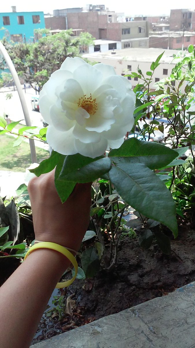 PaodeGallegos's tweet photo. Contribuyamos con nuestra madre naturaleza 🌼😊 https://t.co/RQzgD7Gajh