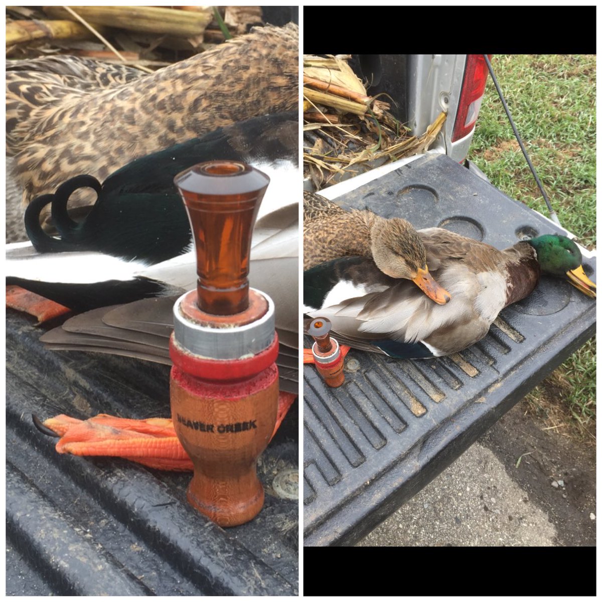 MP_waterfowl's tweet photo. Two mallards this morning, one beautiful double curled drake. The Beaver Creek Red Bandit pulled em right in. #quackcuttin @BeavrCreekCalls https://t.co/YuRCnTMvOb
