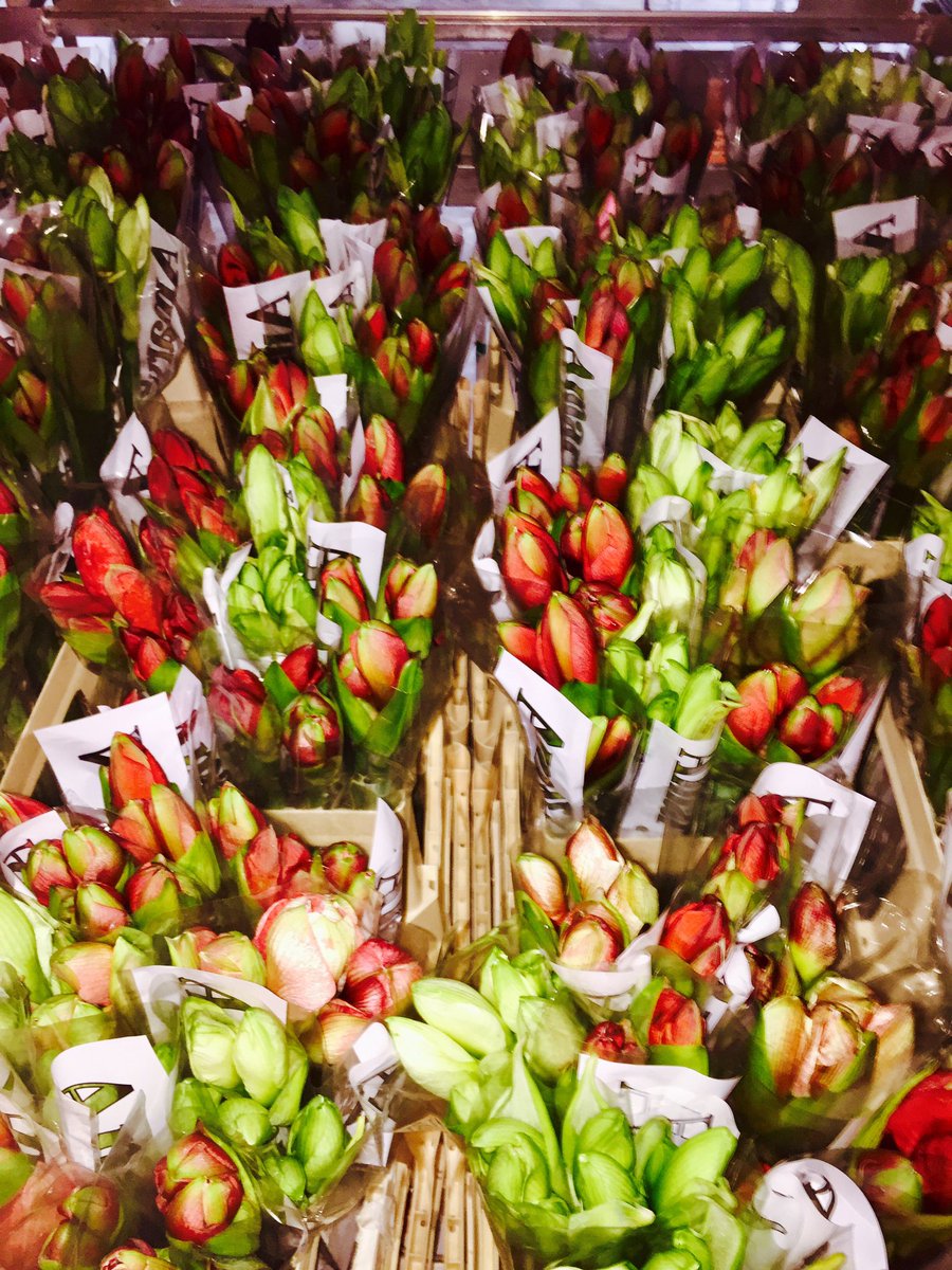 En natuurlijk de bosjes gemengd op <a href="/FloraMondo/">FloraMondo</a> , kopen kopen kopen!😄😉