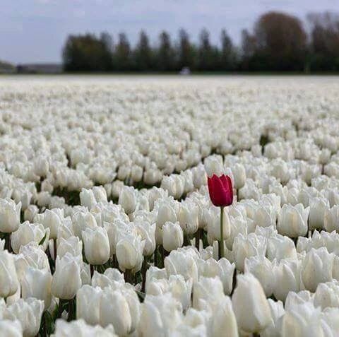 cpascalar's tweet photo. Being different is one of the most beautiful things on earth... https://t.co/QAMMiLkQZQ