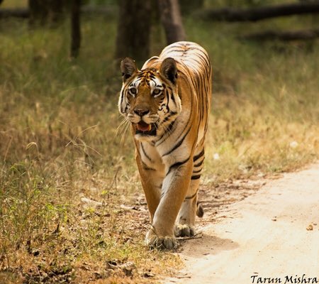 TajSafaris's tweet photo. Spot these magnificent cats on a journey through #Baghvan with our naturalist Tarun! https://t.co/D7HluiZWxp