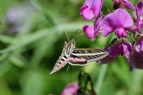 New artwork for sale! - "Hummingbird Moth" - fineartamerica.com/featured/hummi… <a href="/fineartamerica/">Fine Art America</a>