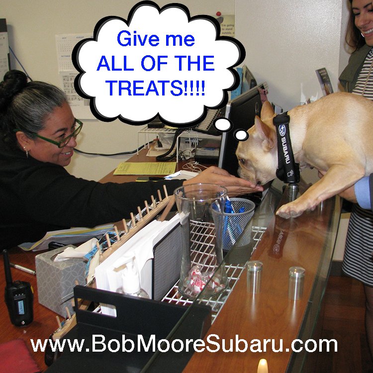 BobMooreSubaru's tweet photo. Lenny didn't know that when you bring your Subaru in for service, we are happy to loan you 1 of our vehicles for the day! #SubaruSpokesdog https://t.co/yQQEyYybq3