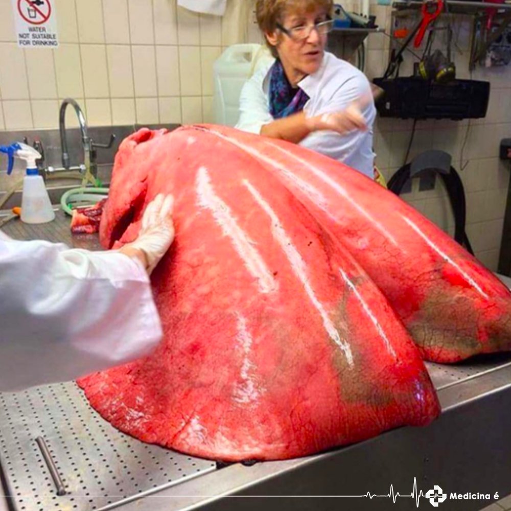 paginamedicinae's tweet photo. Pulmão totalmente inflado de um cavalo. Grande, né!?  :O https://t.co/ugS2v90RaY