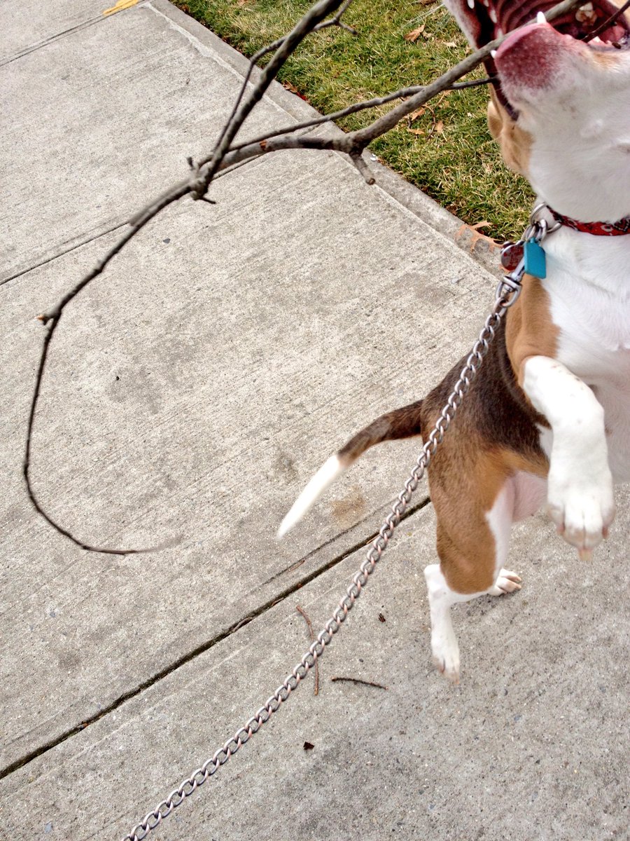 LokiTheBeagle's tweet photo. #5YearsOfLoki #February2013
#WalkingStick https://t.co/JfDlLFXh7S