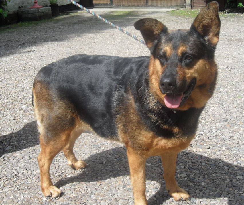 Penny2449's tweet photo. Eliza 6-7yr old GSD cross, been at kennels for 6 months now, seems ok with dogs best as only pet + teens, adopt her from @CarrRescue https://t.co/X4qeNWxwF1