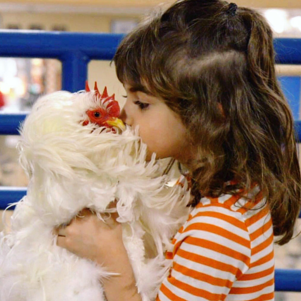 ChickenPeople's tweet photo. Completely obsessed w/ #ChickenPeople ? We've got just what you need! Buy the movie on DVD now - Available at @walmart 👌 https://t.co/kDwSaOS7rH