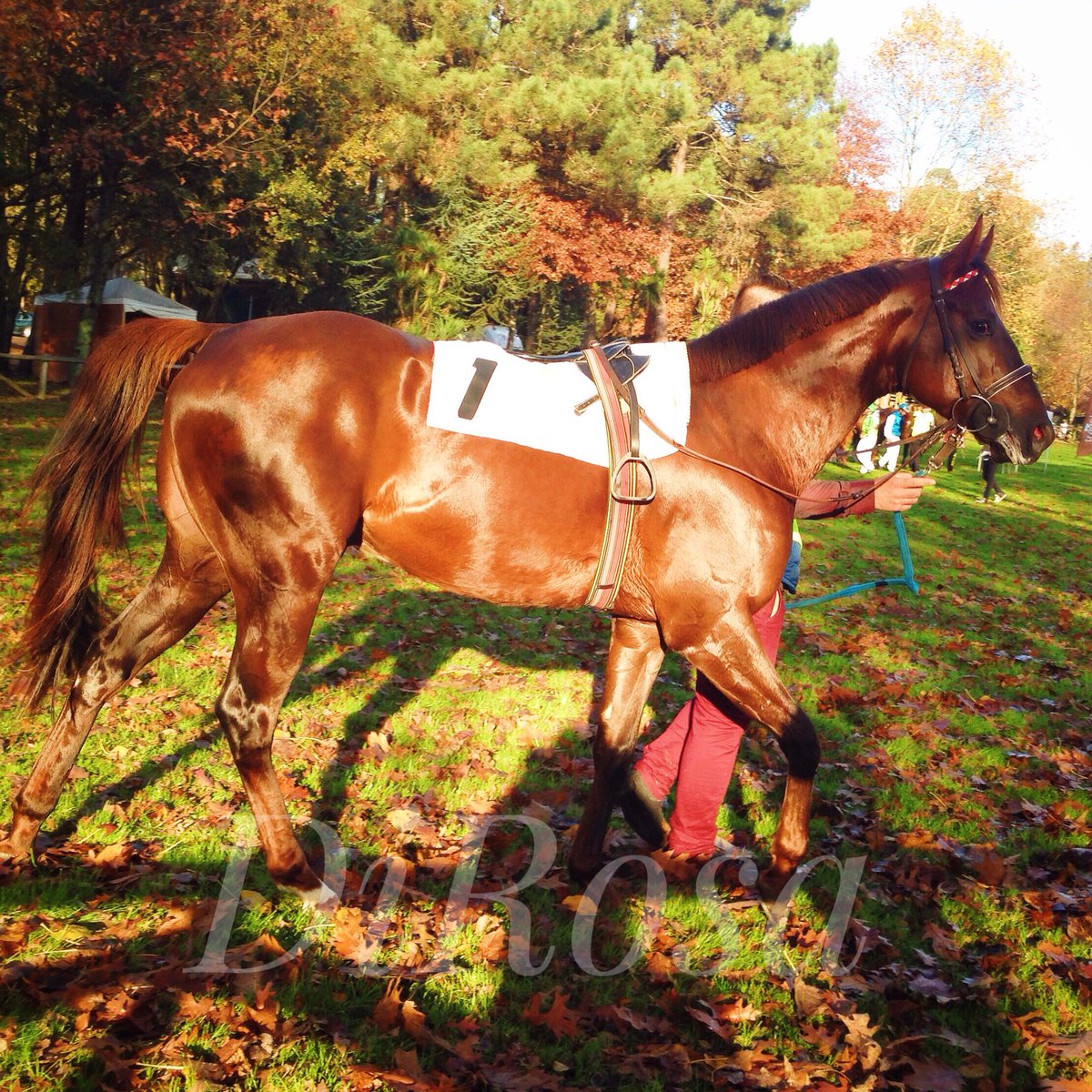 Quadra_DiRosa's tweet photo. Isqueiro da Maia (POR) mantém invencibilidade no Hipódromo de Felgueiras! #HorseRacing #WINNER https://t.co/uKXGydJxcq