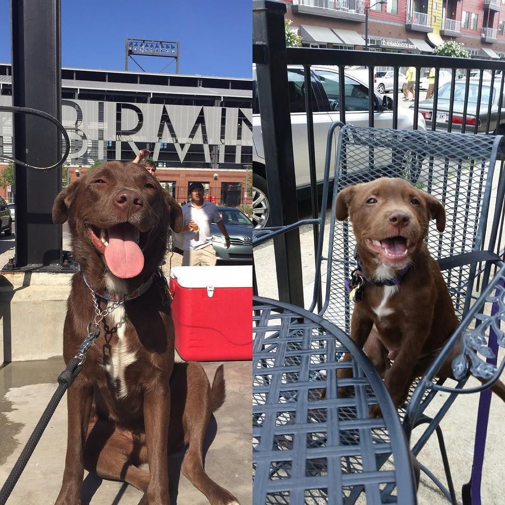 dogsofbham's tweet photo. #OnTheBlog
BHAM RESCUE SUCCESS STORIES: Our #BhamRSS for November is Kermit - now live on … https://t.co/vn6Z5OmSty https://t.co/6mGN37l9J8